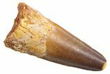 Fossil Spinosaurus Tooth - Feeding Worn Tip #345566-1